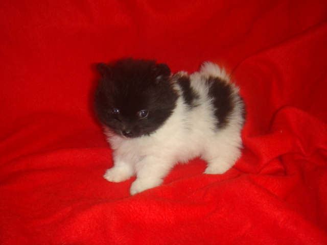 Pomeranian Puppy For Sale