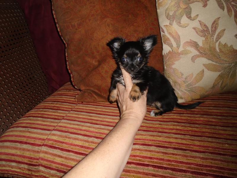black and tan long haired chihuahua puppies for sale