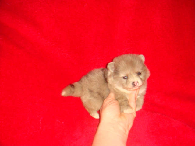 forsale forsale