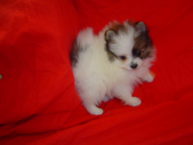 Pomeranian Puppy for Sale