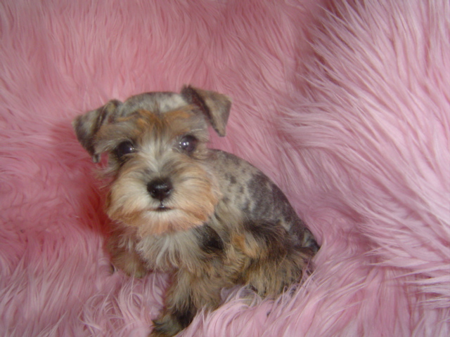 my pomeranian ate chocolate designertoyschnauzer my pomeranian ate chocolate designertoyschnauzer