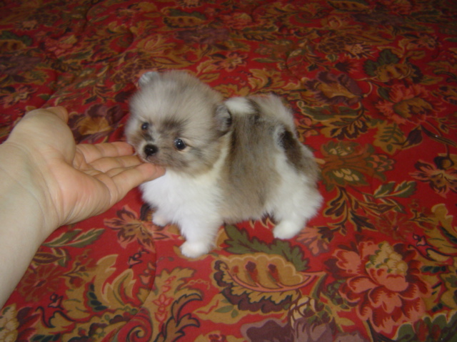 pomeranian maryland forsale pomeranian maryland forsale